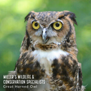 KCOF Spring Fling - Miller's Wildlife & Conservation Specialists