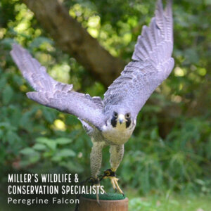 KCOF Spring Fling - Miller's Wildlife & Conservation Specialists