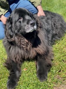 KCOF Spring Fling Outdoor Event