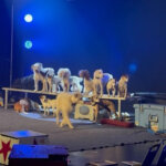 JOHNNY PEERS & THE MUTTVILLE COMIX - Kathy's Circle of Friends