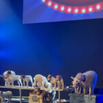 JOHNNY PEERS & THE MUTTVILLE COMIX - Kathy's Circle of Friends