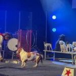 JOHNNY PEERS & THE MUTTVILLE COMIX - Kathy's Circle of Friends